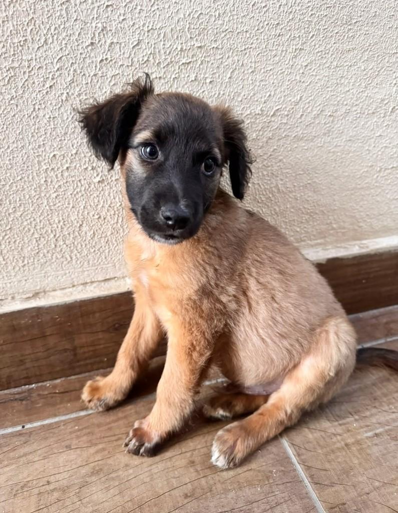 Sulley, cachorro de porte médio para adoção em Campinas - SP — foto 2 de 3