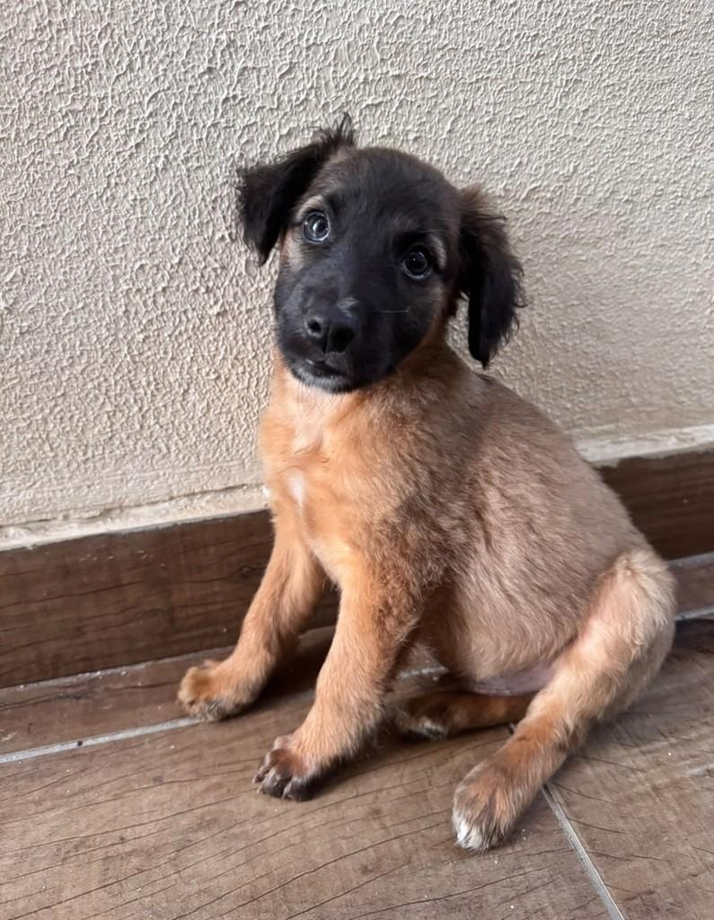 Sulley, cachorro de porte médio para adoção em Campinas - SP — foto 3 de 3