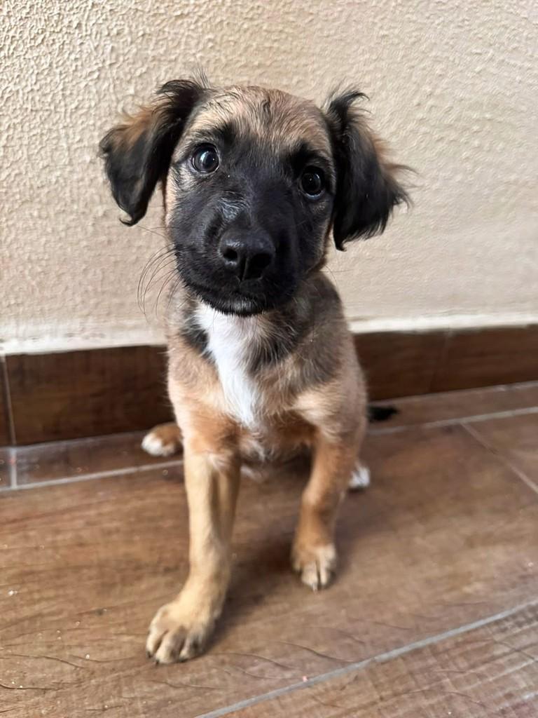 Boo, cadela de porte médio para adoção em Campinas - SP