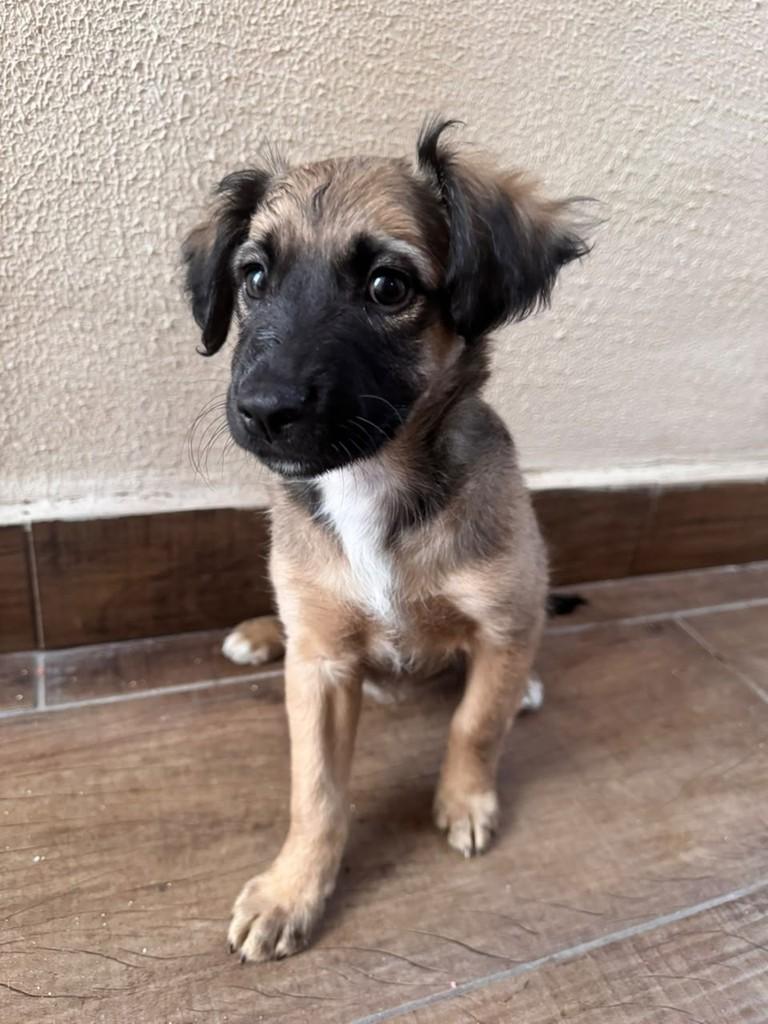 Boo, cadela de porte médio para adoção em Campinas - SP — foto 2 de 2