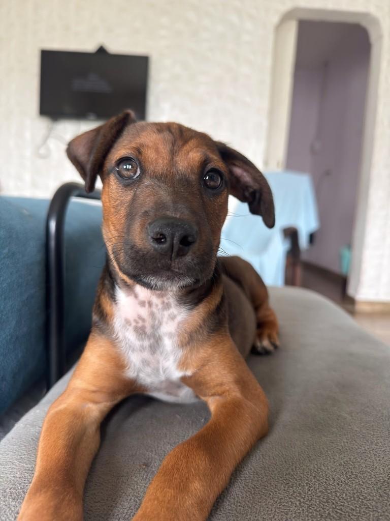 Mike, cachorro de porte médio para adoção em Campinas - SP