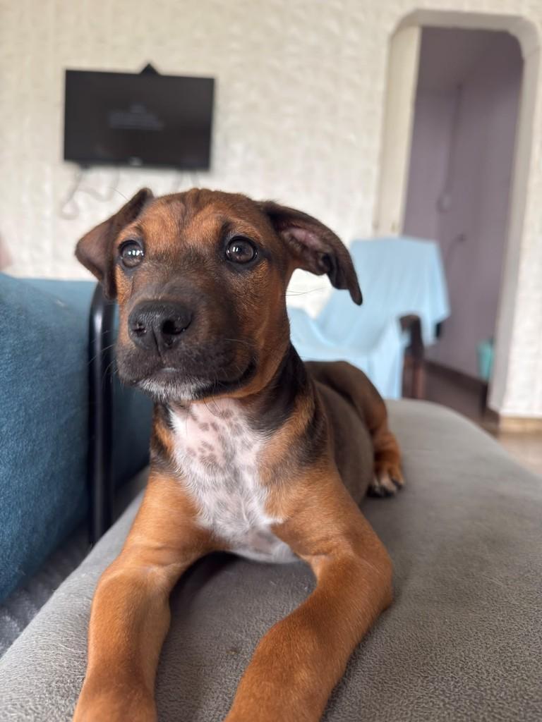 Mike, cachorro de porte médio para adoção em Campinas - SP — foto 2 de 2