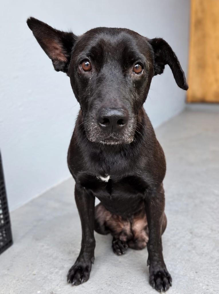 Benjamin, cachorro de porte médio para adoção em Campinas - SP