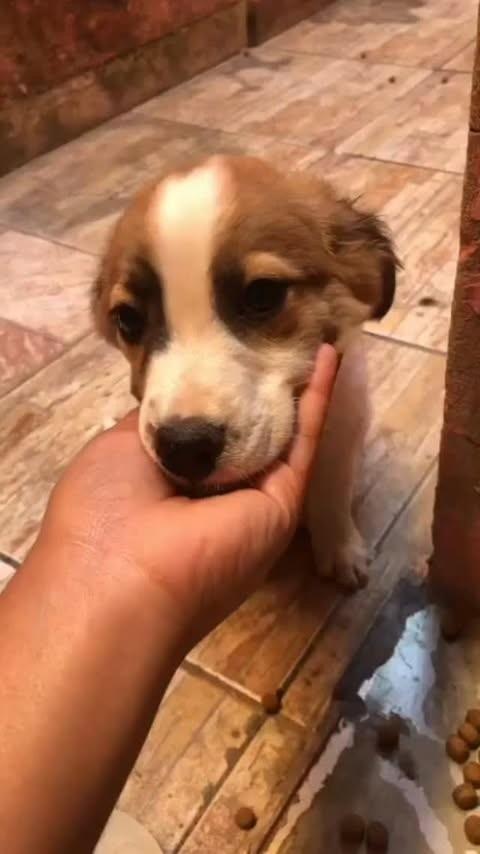 Yuri, cachorro para adoção em Campinas - SP