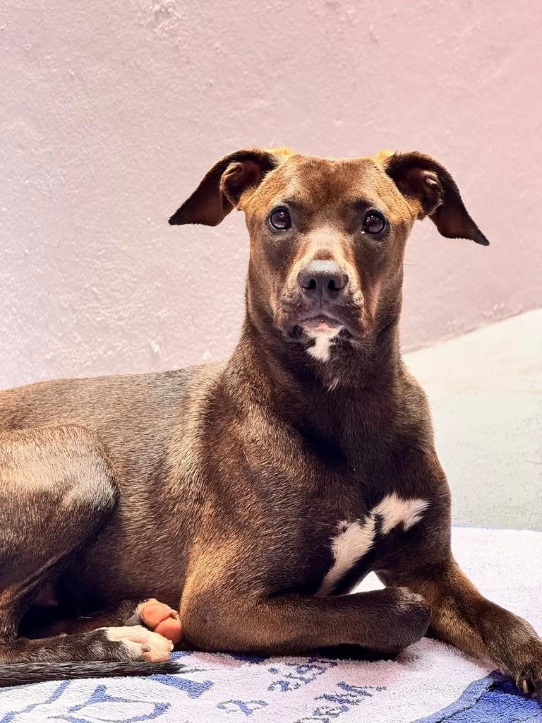 Amélie, cadela de porte médio para adoção em Campinas - SP