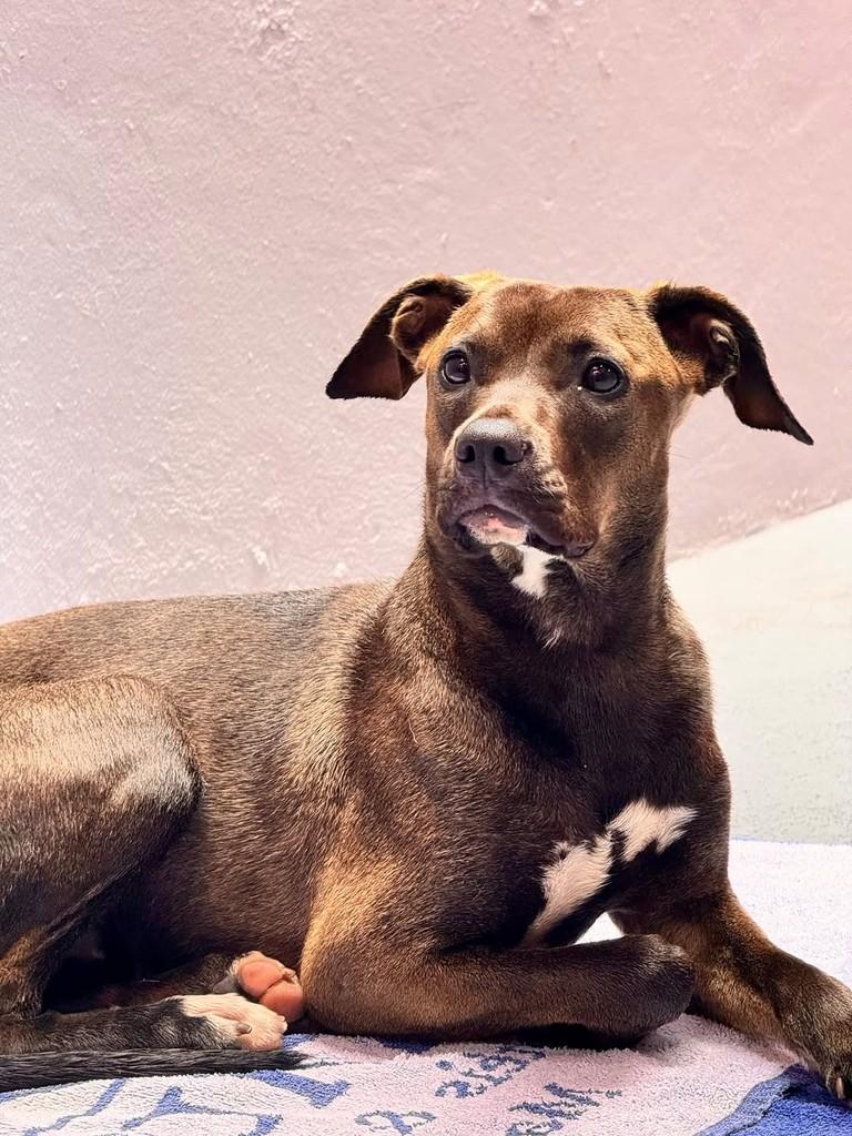 Amélie, cadela de porte médio para adoção em Campinas - SP — foto 2 de 2