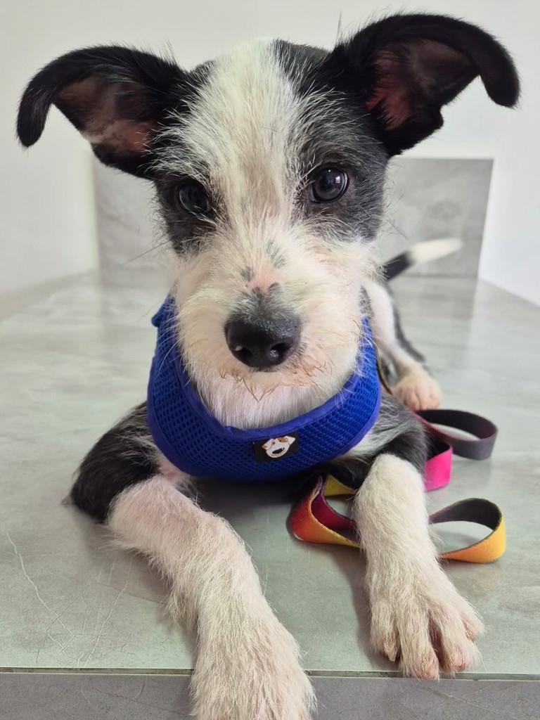 Panko, cachorro de porte médio para adoção em Campinas - SP