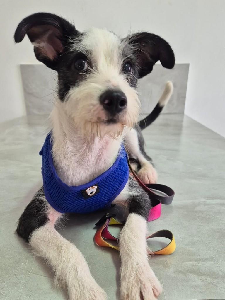 Panko, cachorro de porte médio para adoção em Campinas - SP — foto 2 de 2
