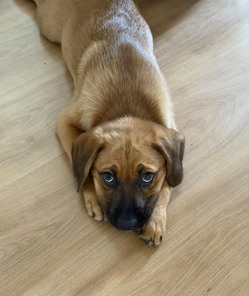 Néctar, cachorro de porte médio para adoção em Campinas - SP