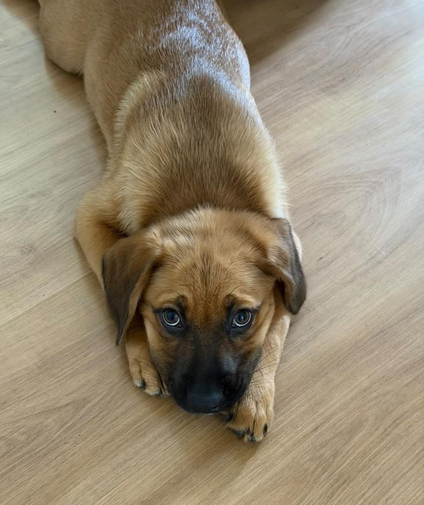 Néctar, cachorro de porte médio para adoção em Campinas - SP — foto 2 de 2