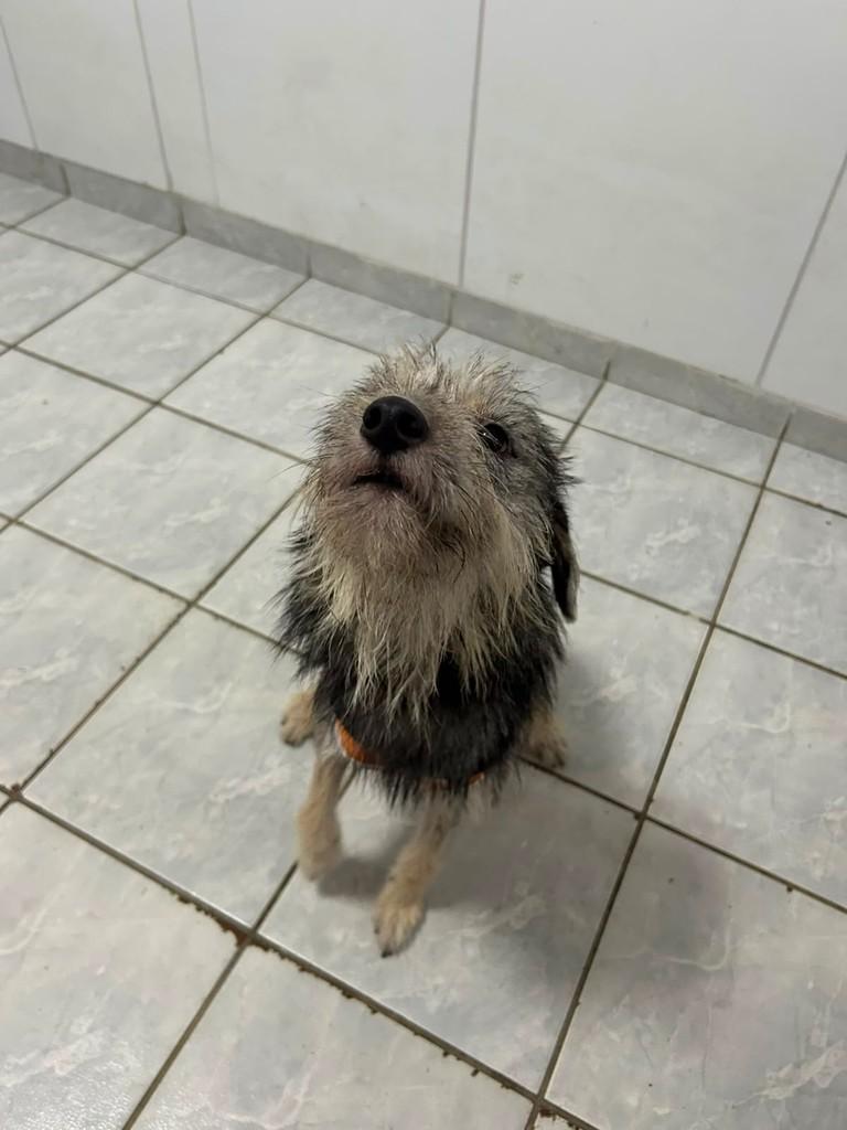 Cazé, cadela de porte pequeno para adoção em Recife - PE