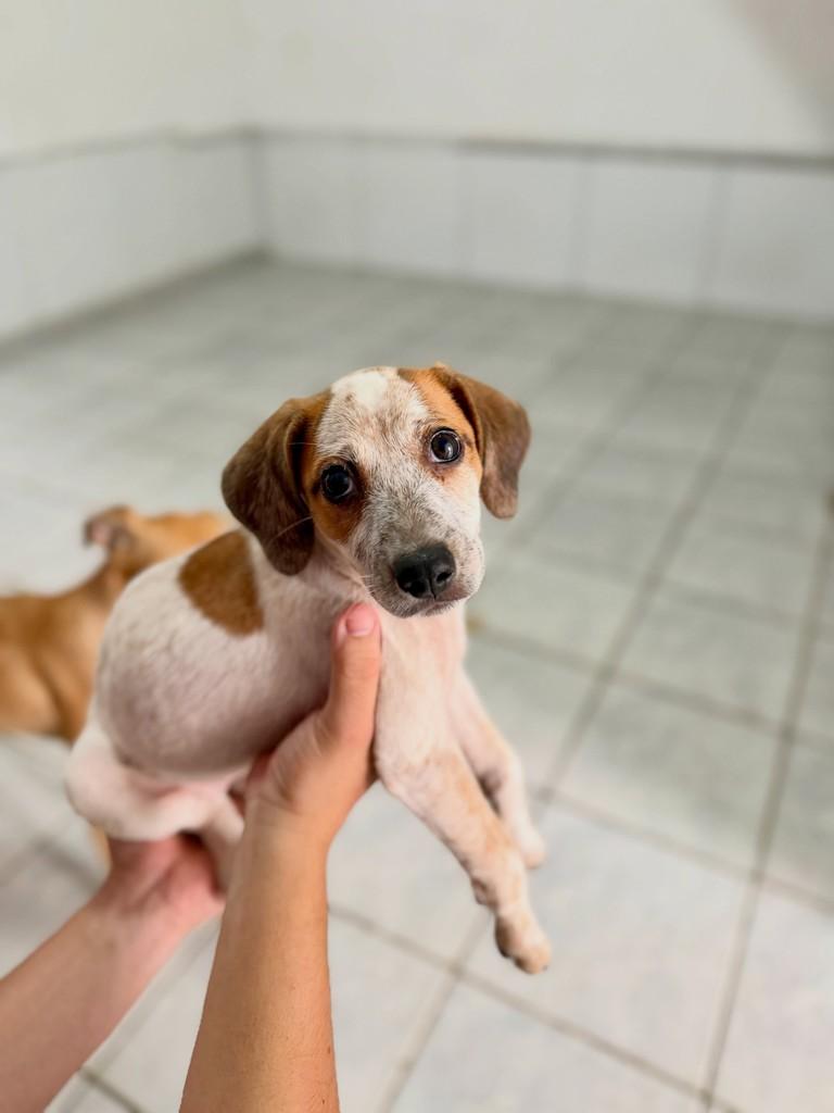 Malu, cadela de porte médio para adoção no Recife - PE — foto 2 de 2