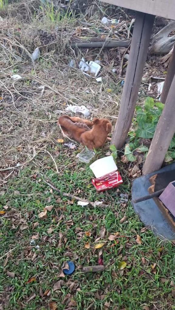 Caramelo Magrelo, cachorro de porte pequeno para adoção em Campo Limpo Paulista - SP