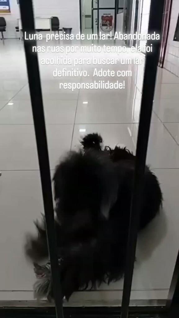Luna, cadela de porte pequeno para adoção em Afogados da Ingazeira - PE