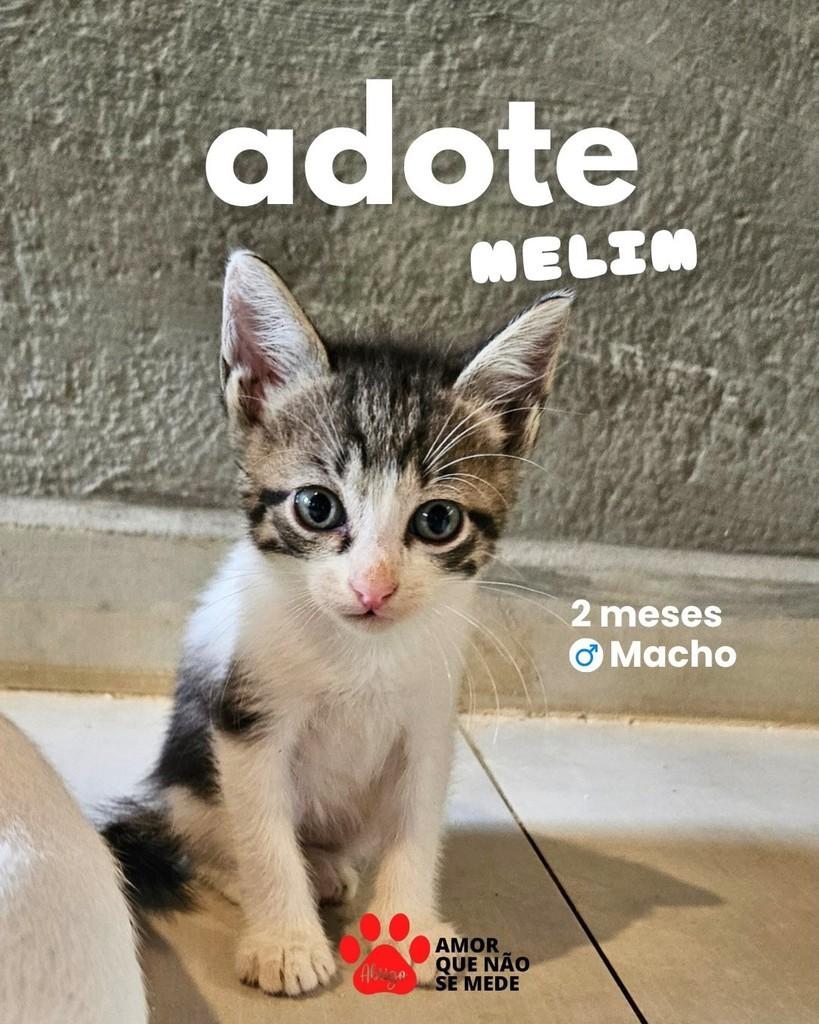 Melim, gato de porte pequeno para adoção em São Lourenço da Mata - PE