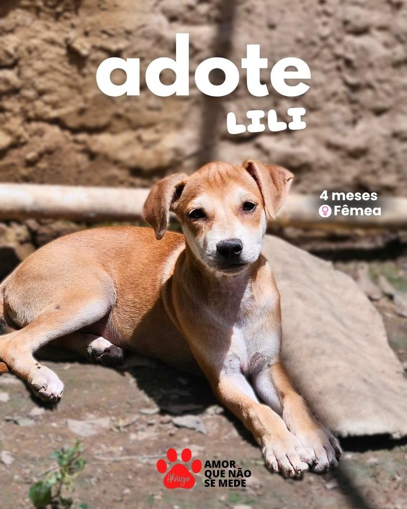 Lili, cachorro de porte pequeno para adoção em São Lourenço da Mata - PE