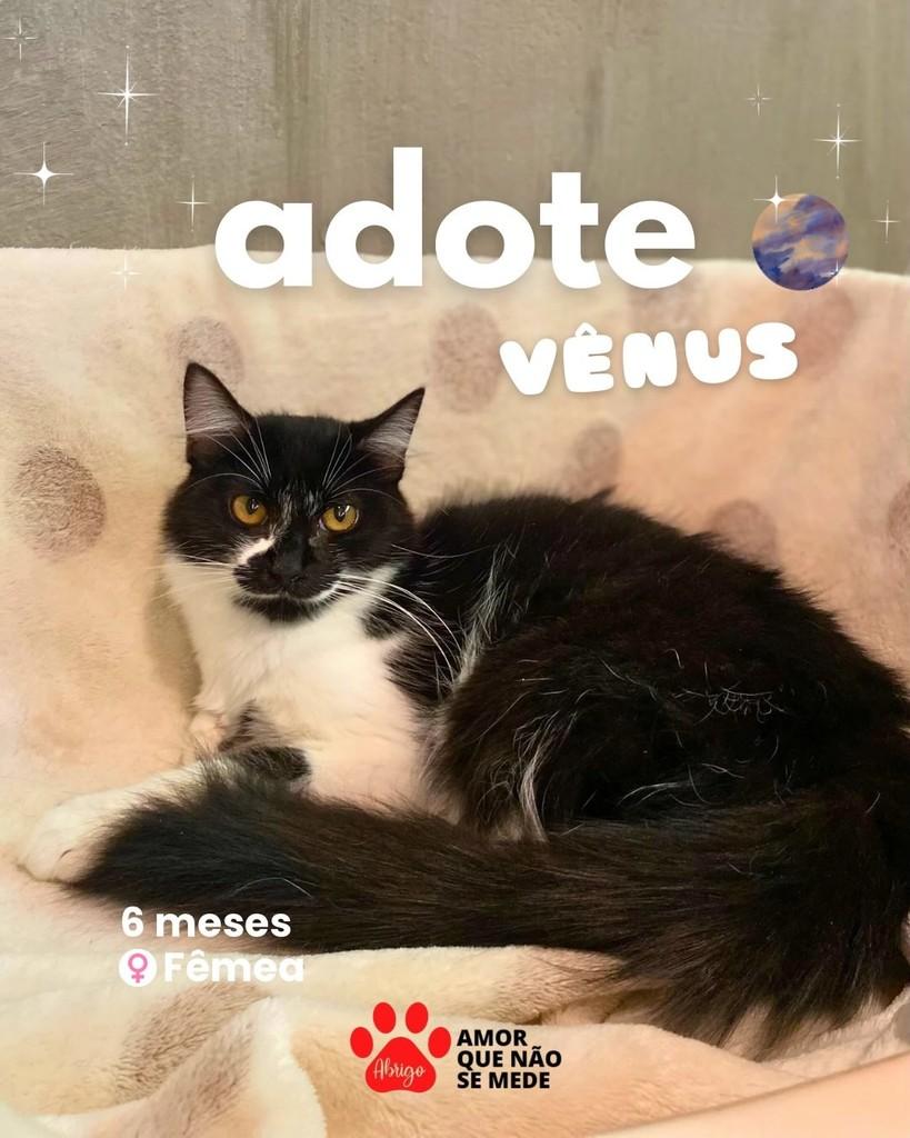 Vênus, gato para adoção em São Lourenço da Mata - PE