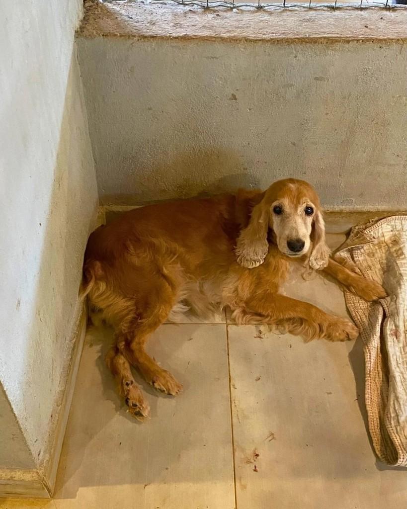 Mel, cachorro de porte médio para adoção em São Lourenço da Mata - PE