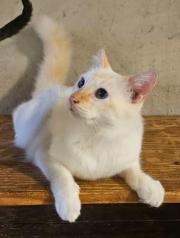 Bigo, gato de porte médio para adoção em São Lourenço da Mata - PE