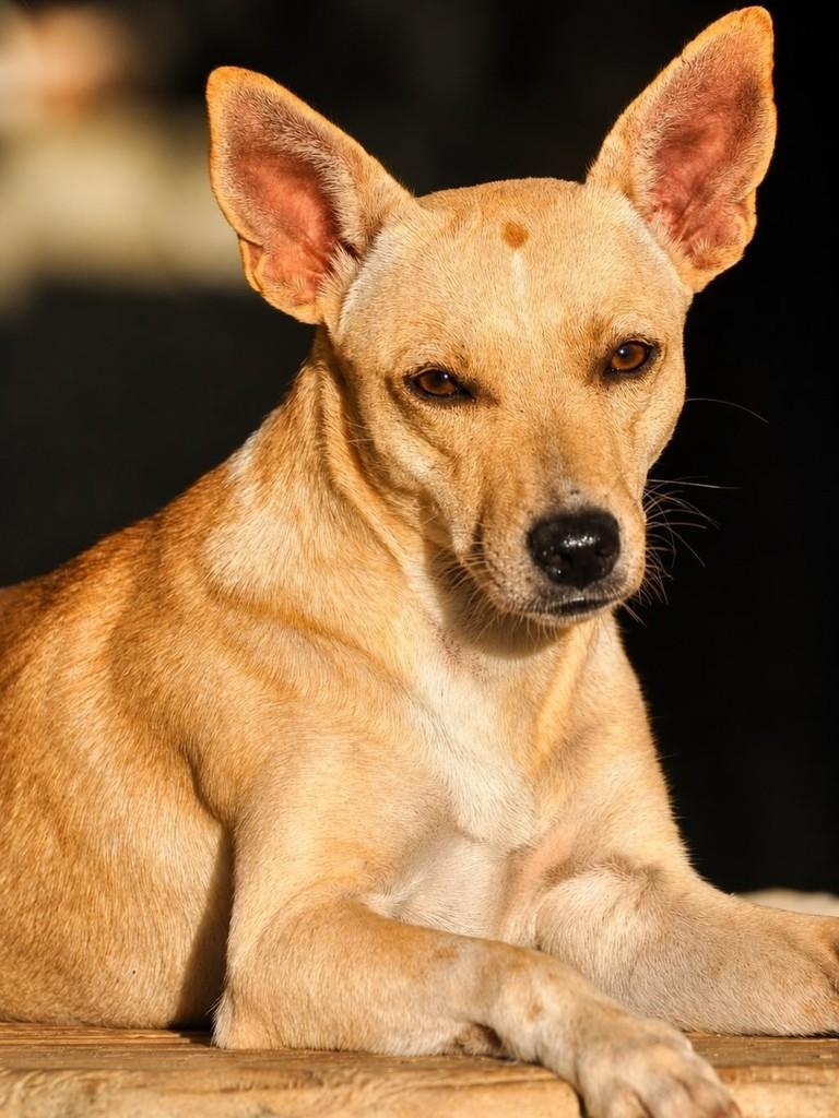 Linda, cadela de porte pequeno para adoção em São Lourenço da Mata - PE