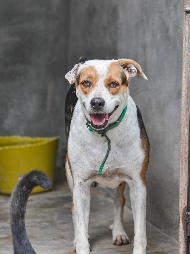 Cachorrinha, cadela de porte médio para adoção em São Lourenço da Mata - PE