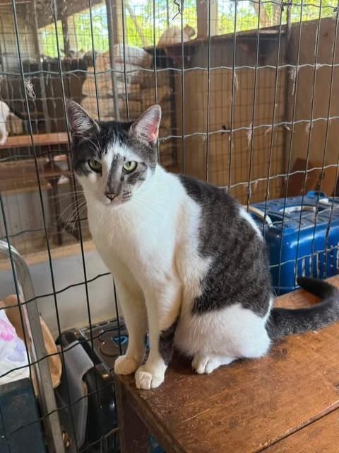 Toretto, gato de porte médio para adoção em São Lourenço da Mata - PE