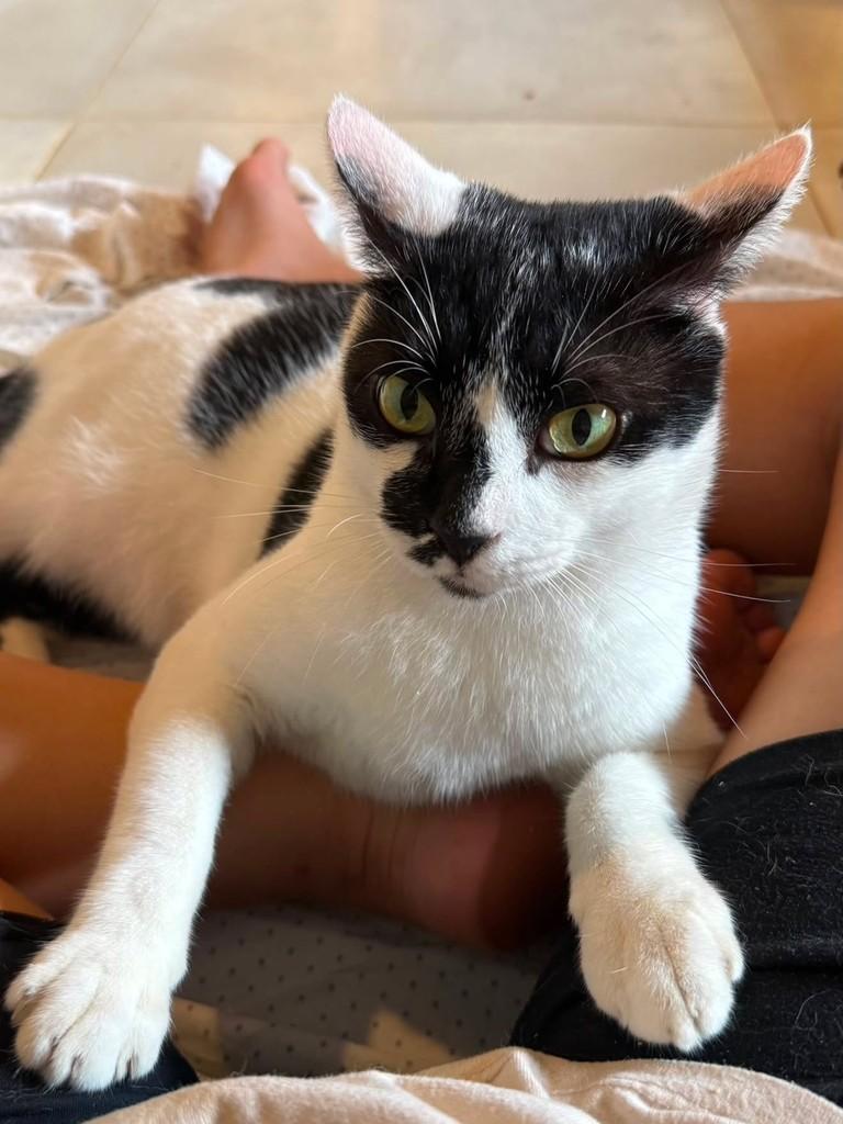 Loki, gato de porte médio para adoção em São Lourenço da Mata - PE