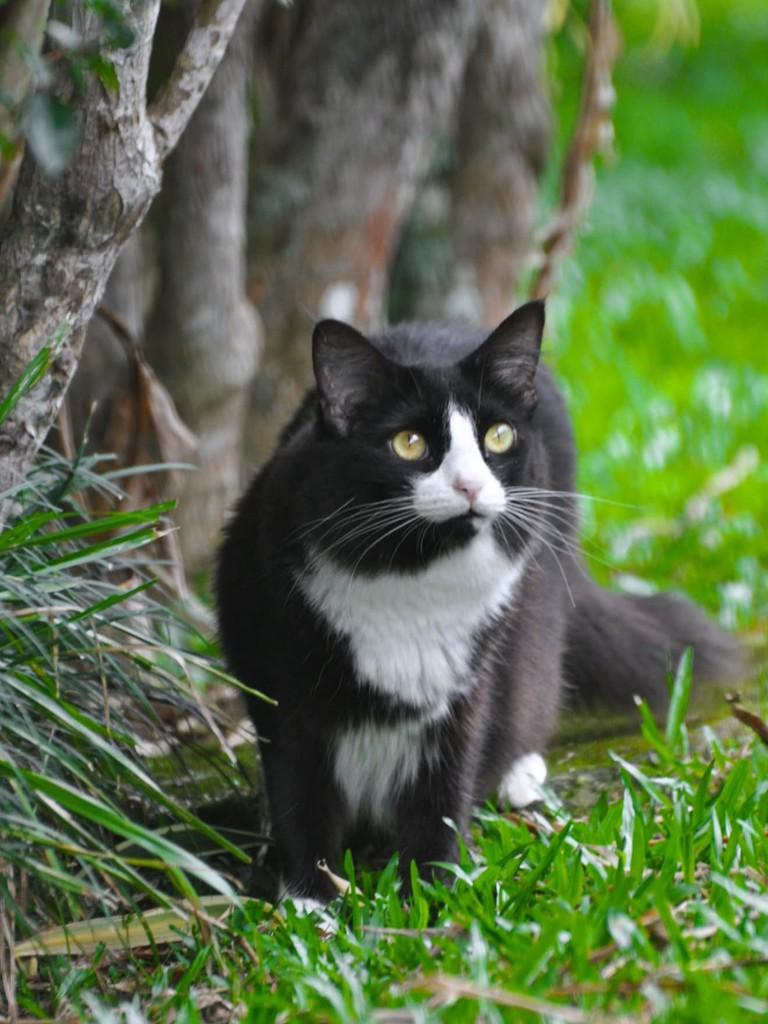 Jade, gata de porte médio para adoção em São Lourenço da Mata - PE