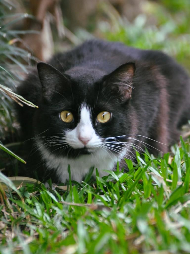 Jade, gata de porte médio para adoção em São Lourenço da Mata - PE — foto 2 de 4