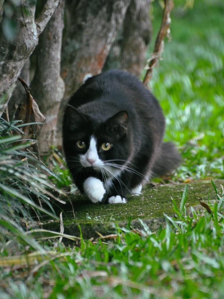Jade, gata de porte médio para adoção em São Lourenço da Mata - PE — foto 3 de 4