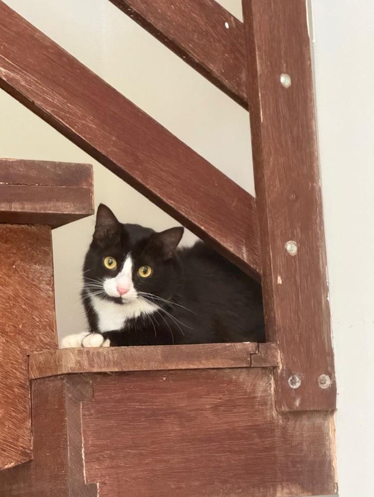 Jade, gata de porte médio para adoção em São Lourenço da Mata - PE — foto 4 de 4