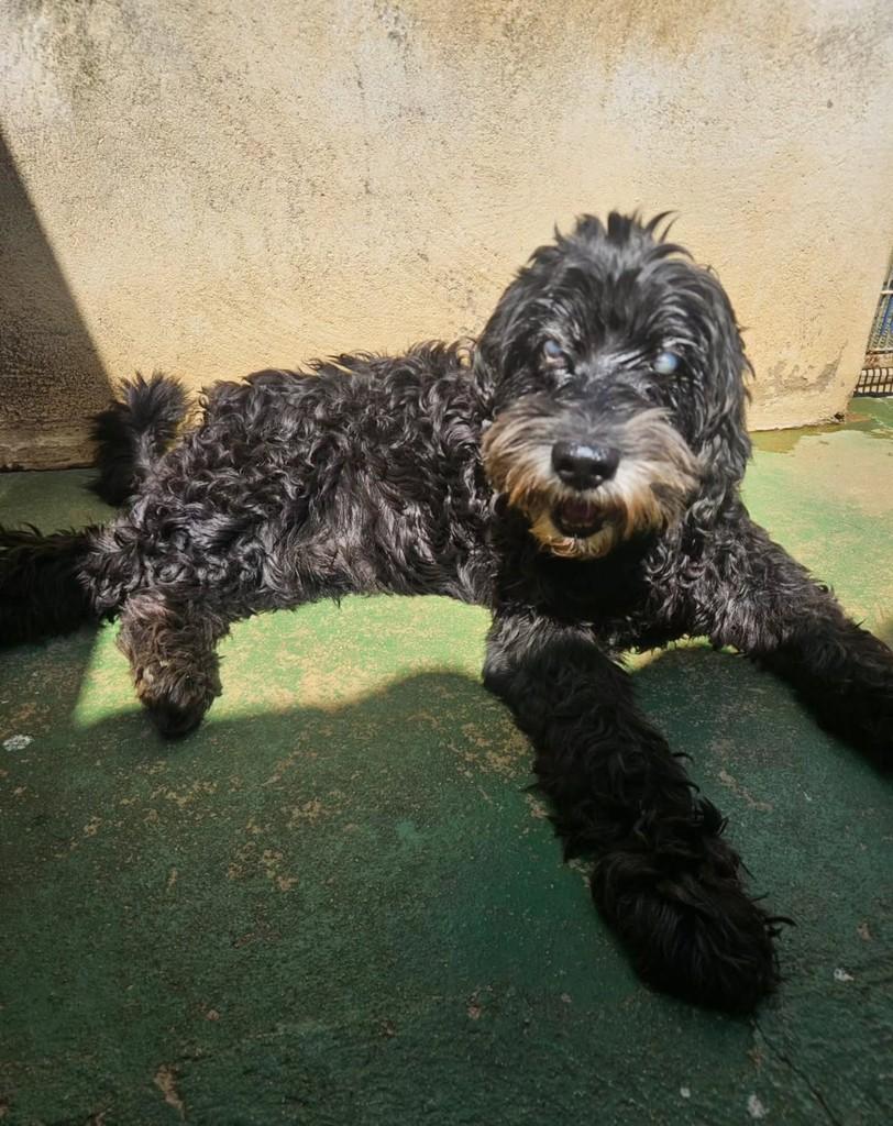 Zulu, cachorro de porte médio para adoção em Salvador - BA