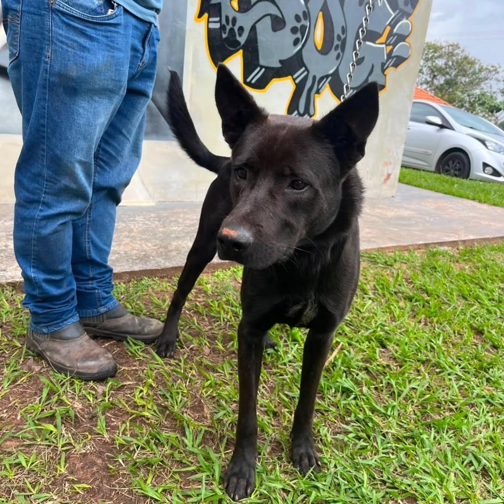 Pastor Belga Malinois, cachorro de porte médio para adoção em Presidente Prudente - SP