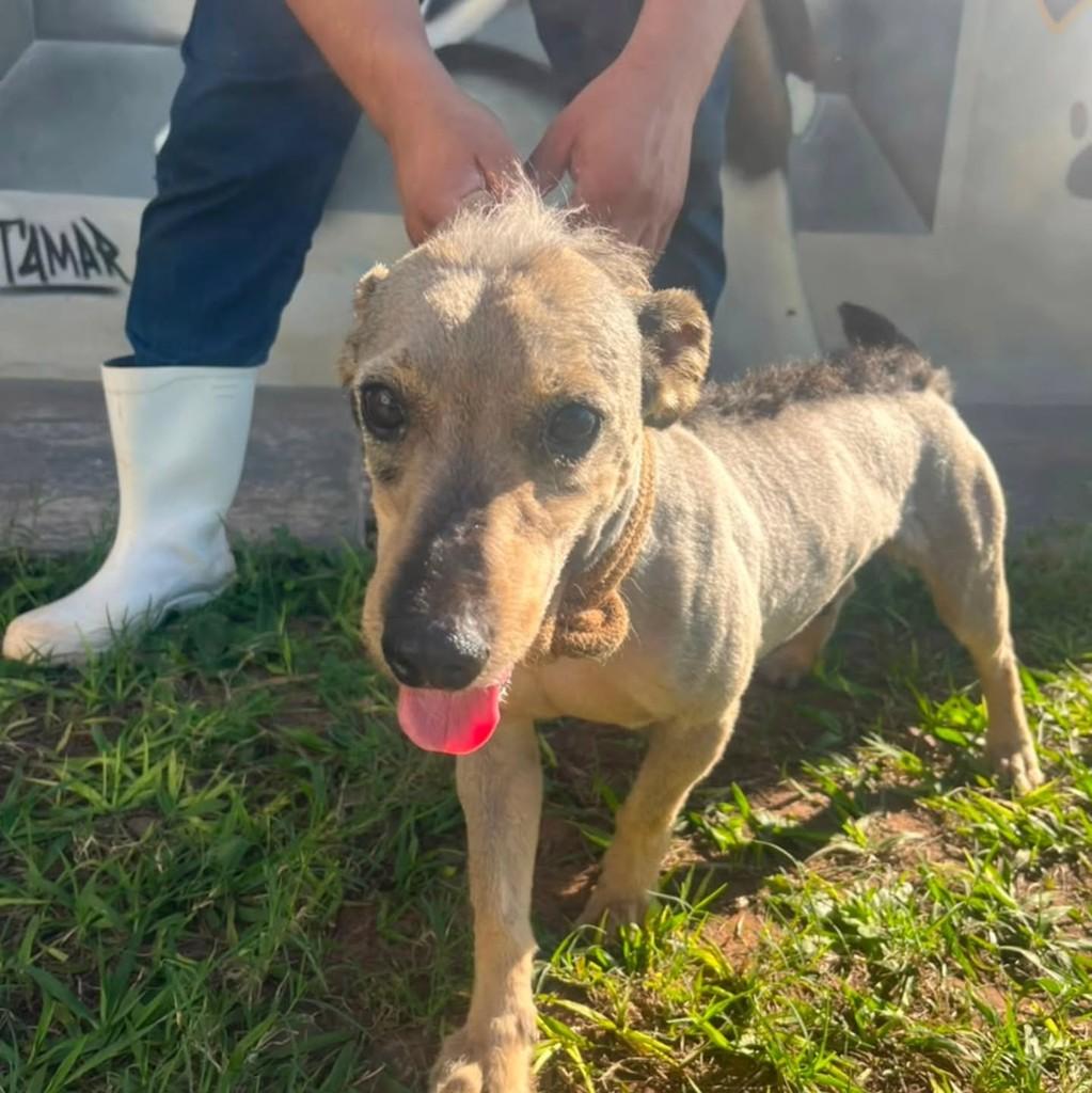 Rockstar, cachorro de porte pequeno para adoção em Presidente Prudente - SP