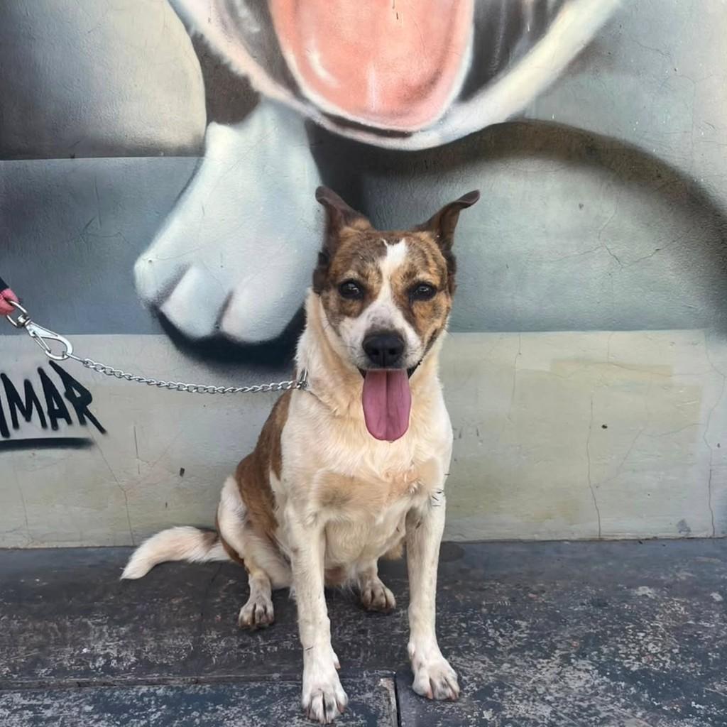Gordinha, cachorro de porte pequeno para adoção em Presidente Prudente - SP