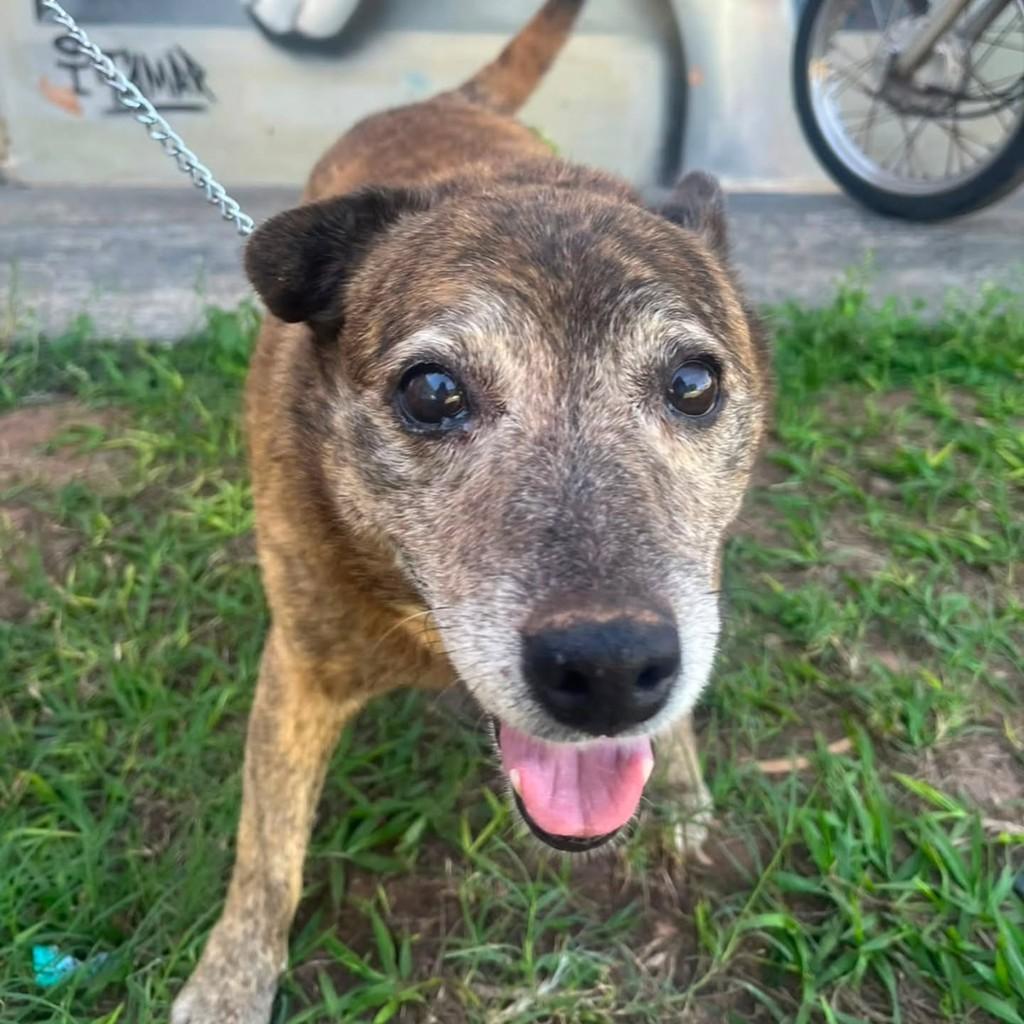 Ursinho, cachorro de porte pequeno para adoção em Presidente Prudente - SP