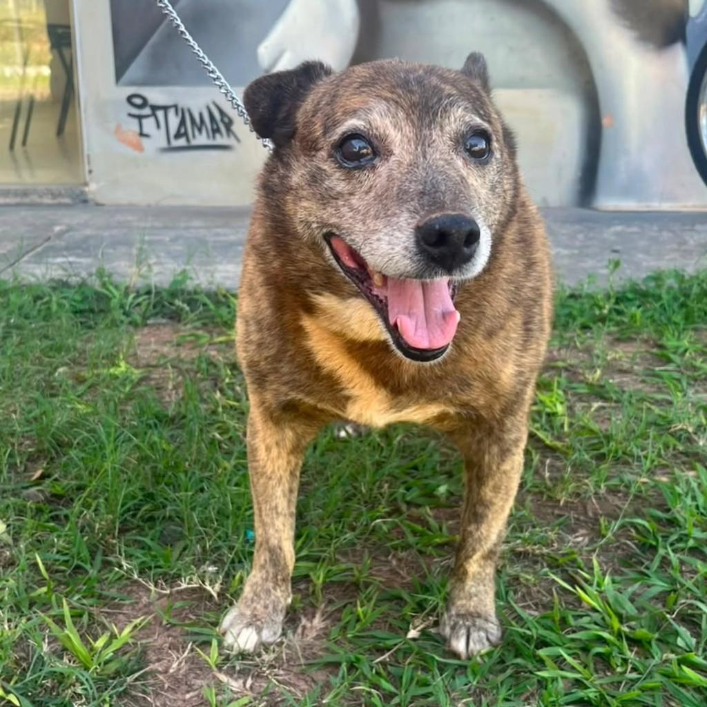 Ursinho, cachorro de porte pequeno para adoção em Presidente Prudente - SP — foto 2 de 5