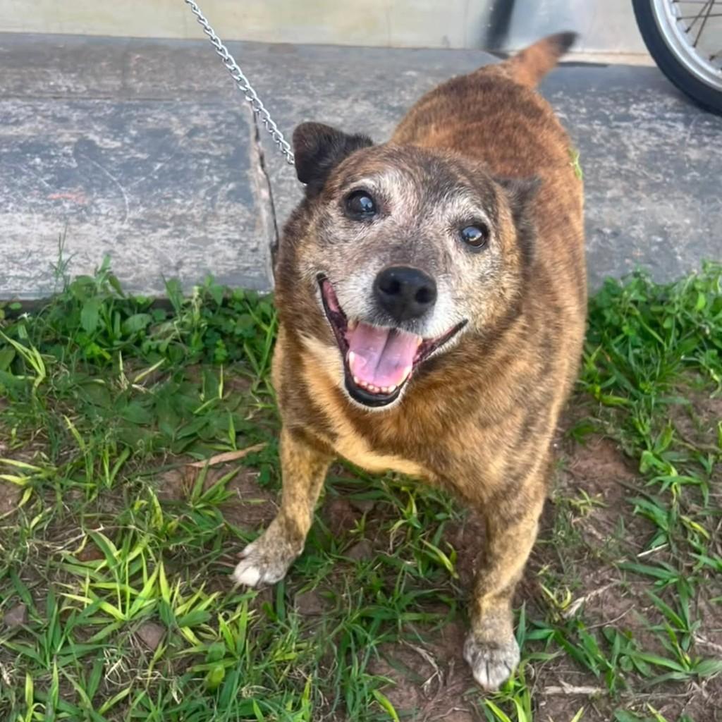 Ursinho, cachorro de porte pequeno para adoção em Presidente Prudente - SP — foto 3 de 5