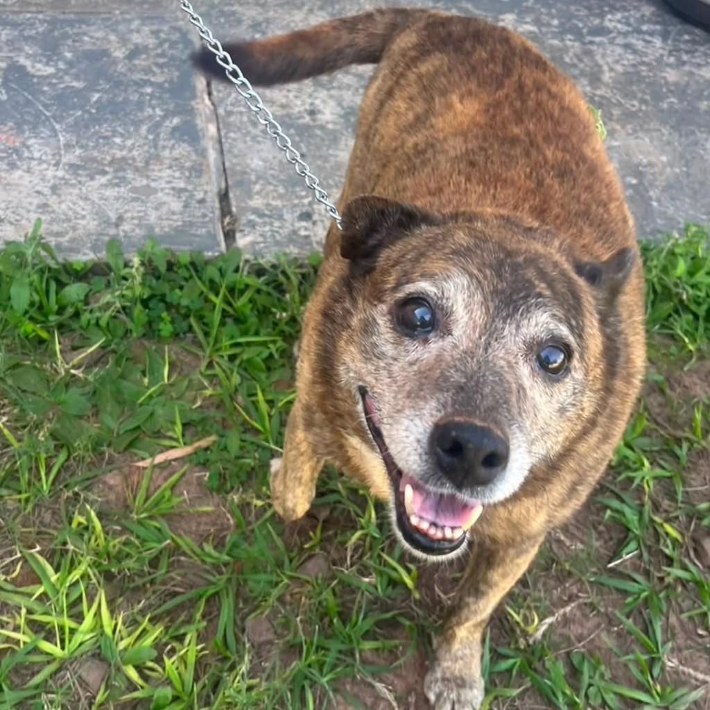 Ursinho, cachorro de porte pequeno para adoção em Presidente Prudente - SP — foto 4 de 5