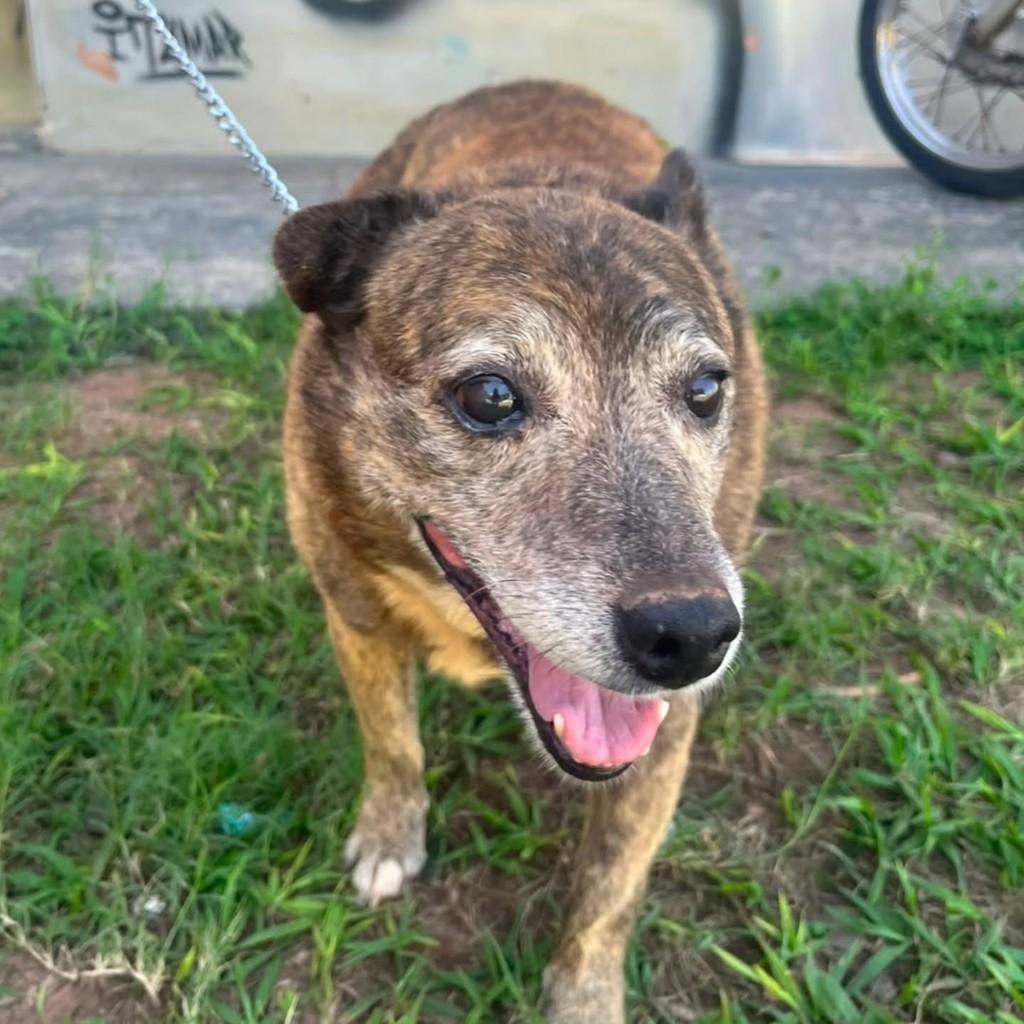 Ursinho, cachorro de porte pequeno para adoção em Presidente Prudente - SP — foto 5 de 5