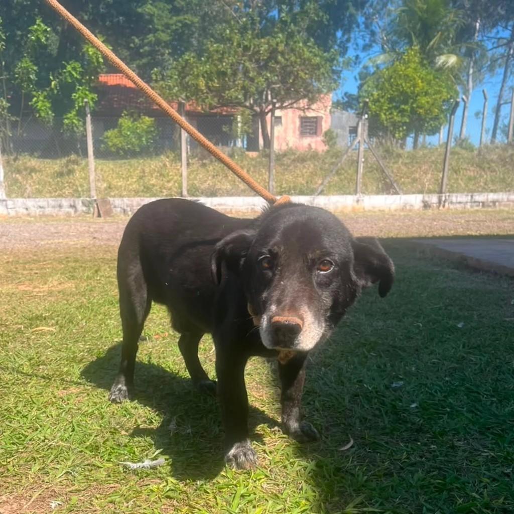 Negão, cachorro de porte médio para adoção em Presidente Prudente - SP