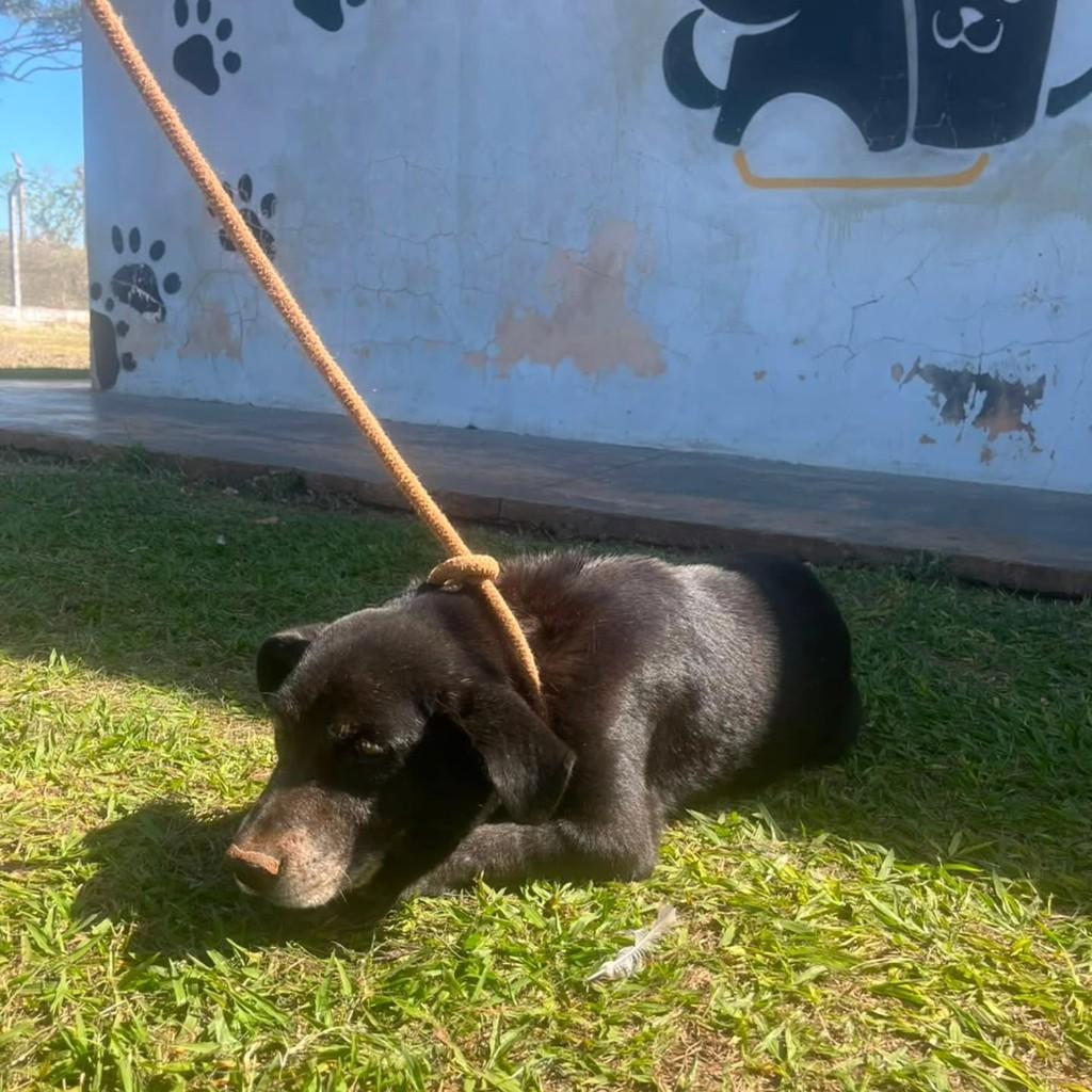 Negão, cachorro de porte médio para adoção em Presidente Prudente - SP — foto 2 de 3