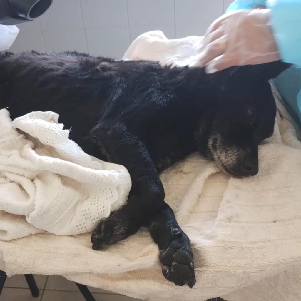 Negão, cachorro de porte médio para adoção em Presidente Prudente - SP — foto 3 de 3