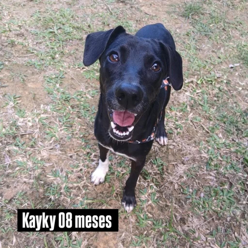 Kayky, cachorro de porte médio para adoção em Joinville - SC