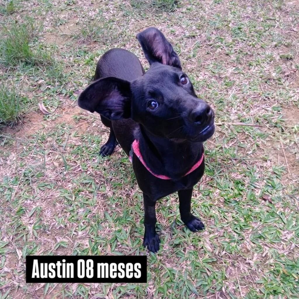 Austin, cachorro de porte pequeno para adoção em Joinville - SC