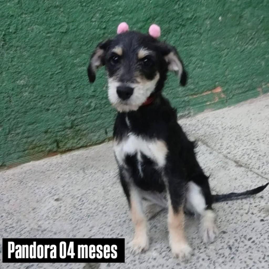 Pandora, cadela de porte médio para adoção em Joinville - SC