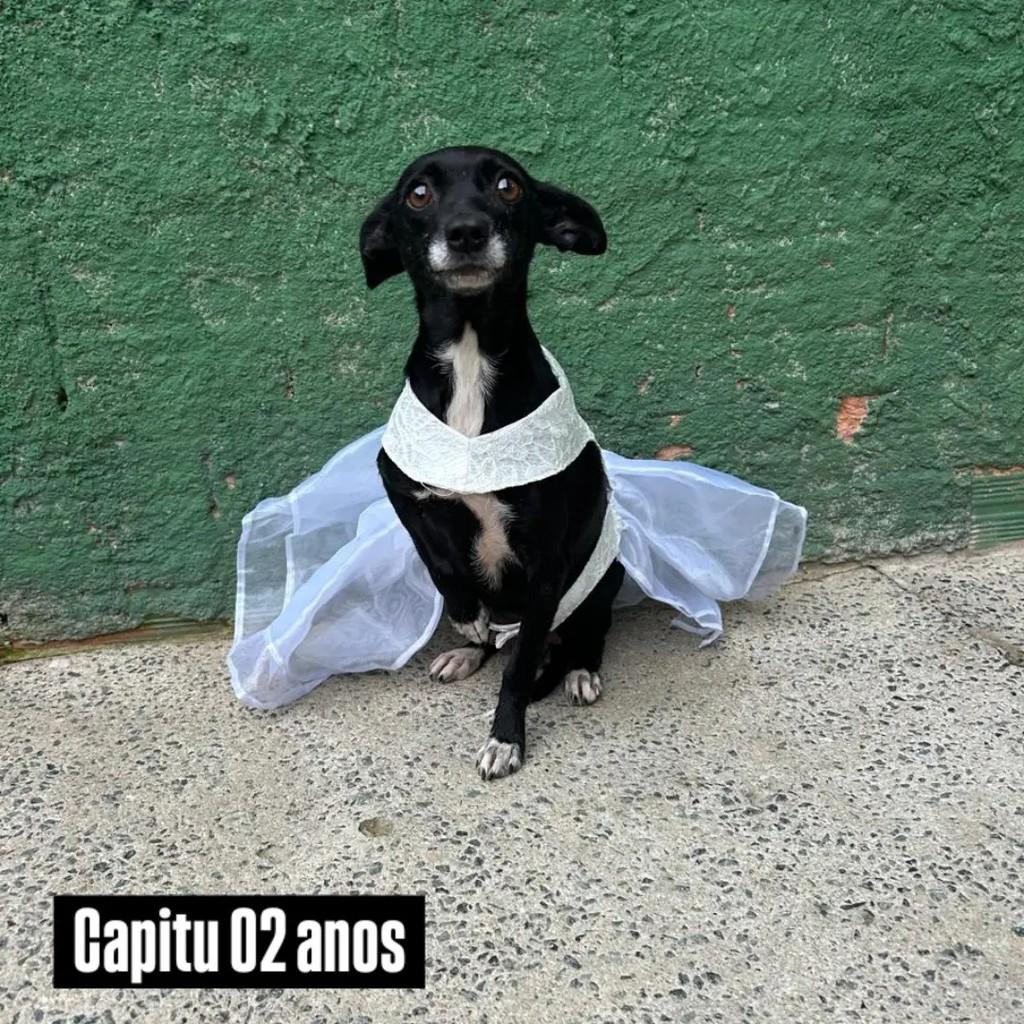 Capitu, cadela de porte pequeno para adoção em Joinville - SC