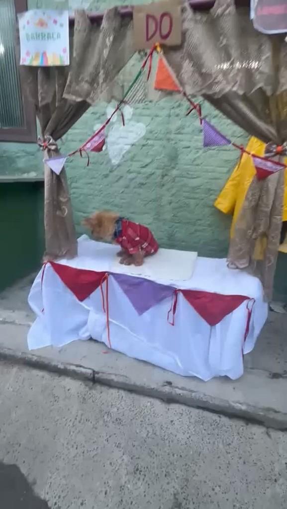Jojo, cachorro de porte pequeno para adoção em Joinville - SC