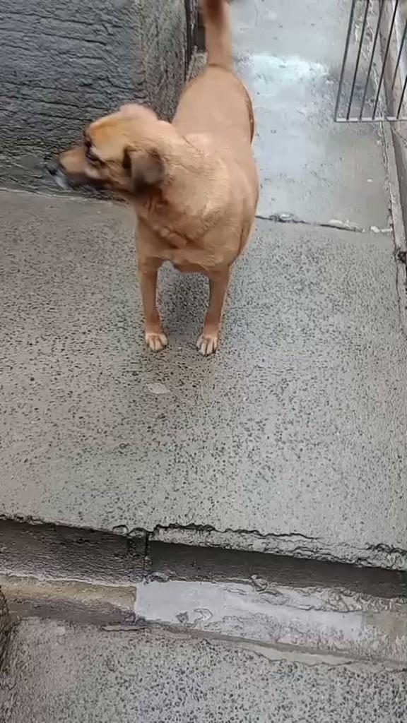 Nacho, cachorro de porte pequeno para adoção em Joinville - SC