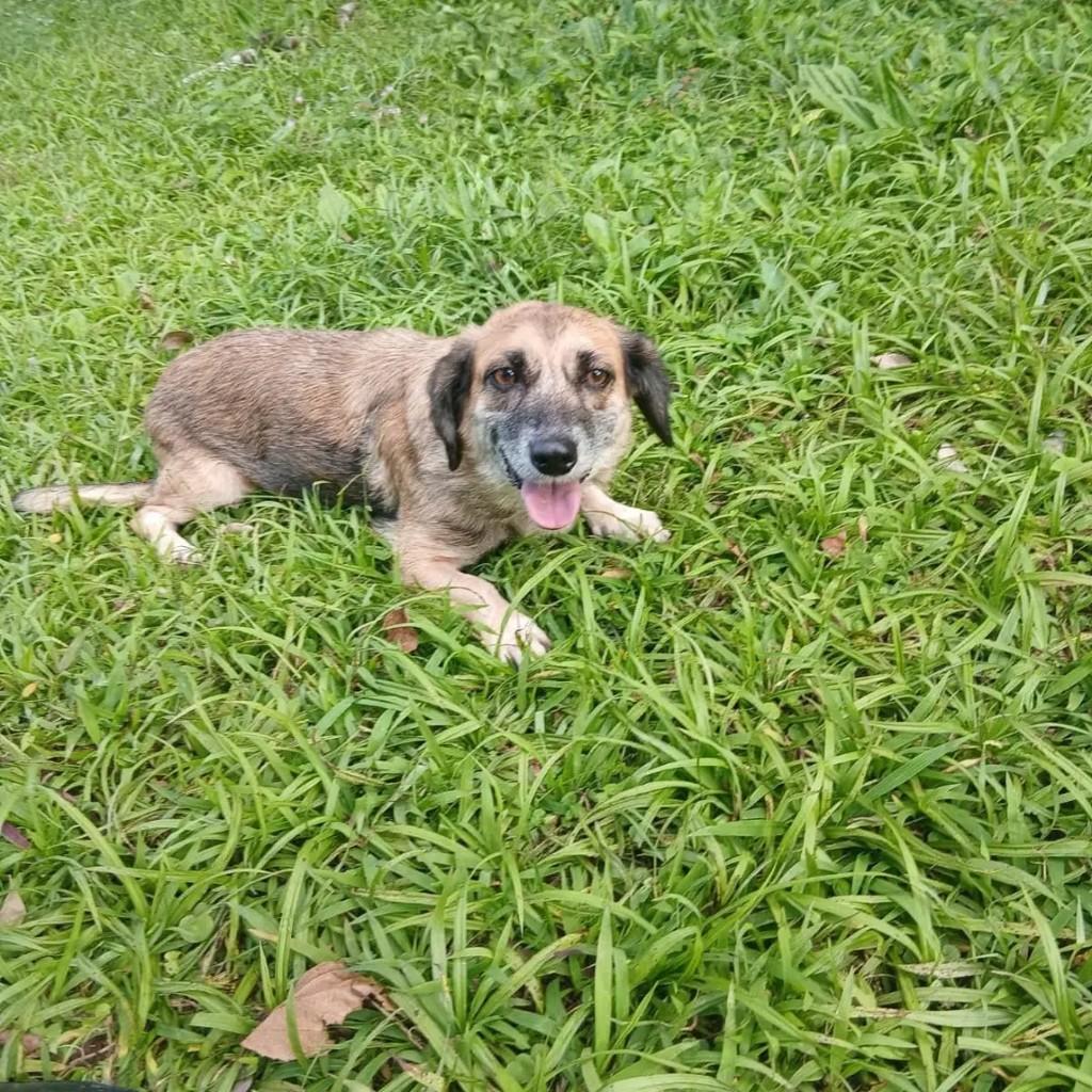 Pituxa, cadela de porte médio para adoção em Joinville - SC